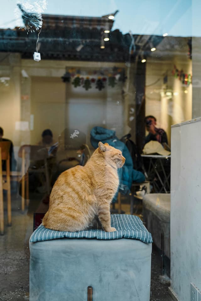 pawwhere hero image of a cat