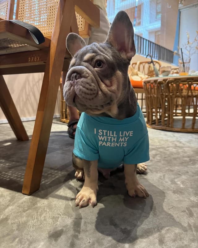 pawwhere hero image french bulldog with t-shirt